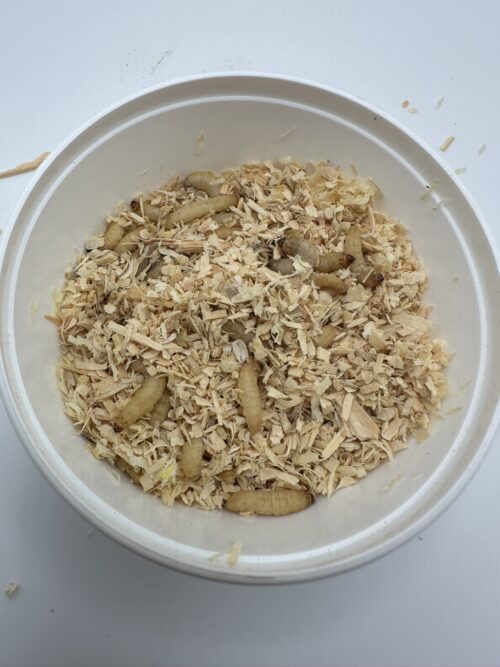 Waxworms - Image 2
